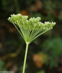 Attēlu rezultāti vaicājumam “Cnidium dubium”