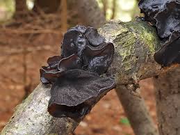 Attēlu rezultāti vaicājumam “Exidia truncata”