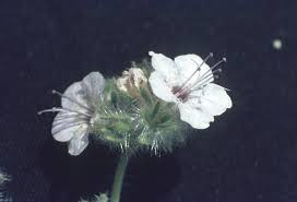 Attēlu rezultāti vaicājumam “Sclerophora farinacea”