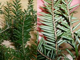 Attēlu rezultāti vaicājumam “Tsuga canadensis”