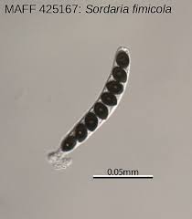 Attēlu rezultāti vaicājumam “Sordaria fimicola”