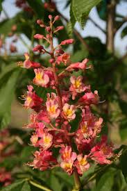 Attēlu rezultāti vaicājumam “Aesculus x hybrida flower”