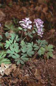 Attēlu rezultāti vaicājumam “Corydalis solida leaf”