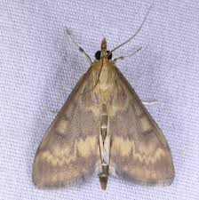 Attēlu rezultāti vaicājumam “Ostrinia nubilalis”