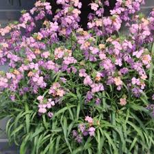 Attēlu rezultāti vaicājumam “Erysimum hieracifolium leaf”