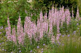 Image result for Lythrum salicaria