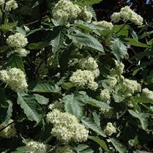 Attēlu rezultāti vaicājumam “Sorbus hybrida”