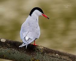 Attēlu rezultāti vaicājumam “Sterna hirundo”