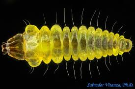 Attēlu rezultāti vaicājumam “Geocrypta galii larva”