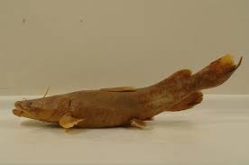 Image result for Pylodictis olivaris