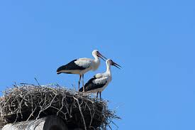 Attēlu rezultāti vaicājumam “Ciconia ciconia juvenile”