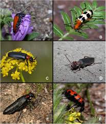 Attēlu rezultāti vaicājumam “Meloidae”