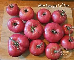 Afbeeldingsresultaat voor mortgage lifter bicolor strain tomato