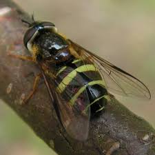 Attēlu rezultāti vaicājumam “Dasysyrphus tricinctus”