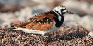 Attēlu rezultāti vaicājumam “Arenaria interpres adult”