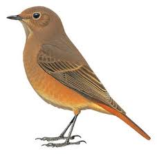 Attēlu rezultāti vaicājumam “Phoenicurus ochruros female”