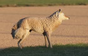 Image result for Hartlepool Coyotes