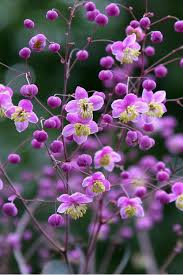 Attēlu rezultāti vaicājumam “Thalictrum”