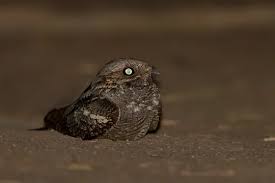 Attēlu rezultāti vaicājumam “Caprimulgus europaeus”