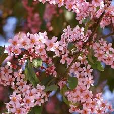 Attēlu rezultāti vaicājumam “Prunus padus var. roseiflora”