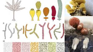 Attēlu rezultāti vaicājumam “Arcyria major spores”