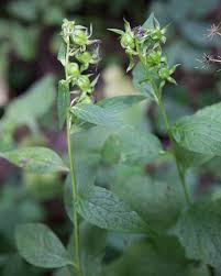 Attēlu rezultāti vaicājumam “Campanula latifolia fruit”