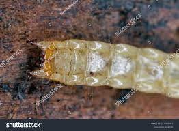 Attēlu rezultāti vaicājumam “Schizotus pectinicornis larva”