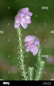 Attēlu rezultāti vaicājumam “Erica tetralix leaf”