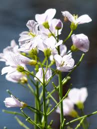 Attēlu rezultāti vaicājumam “Cardamine pratensis”