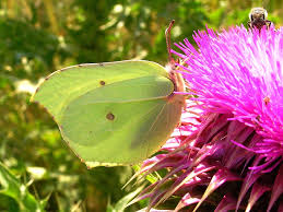 Attēlu rezultāti vaicājumam “Gonepteryx rhamni female”