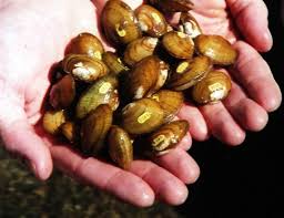 Attēlu rezultāti vaicājumam “Unio crassus”