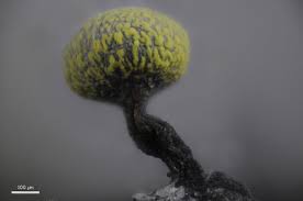 Attēlu rezultāti vaicājumam “Physarum murinum”