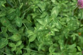 Attēlu rezultāti vaicājumam “Trifolium pratense leaf”