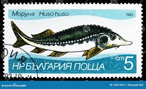 Image result for Huso brevirostrum