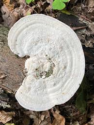 Attēlu rezultāti vaicājumam “Trametes gibbosa”