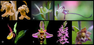 Attēlu rezultāti vaicājumam “Neottia nidus-avis flower”