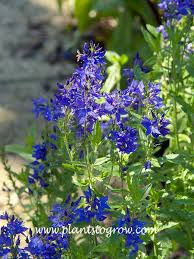 Attēlu rezultāti vaicājumam “Veronica austriaca subsp. teucrium leaf”