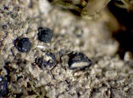 Attēlu rezultāti vaicājumam “Bacidia subincompta”