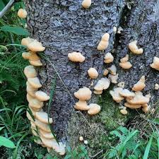 Attēlu rezultāti vaicājumam “Postia ptychogaster”