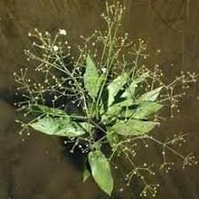 Attēlu rezultāti vaicājumam “Alisma plantago-aquatica fruit”