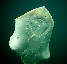 Image result for Amblyraja radiata