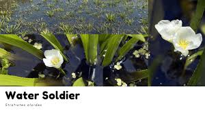 Attēlu rezultāti vaicājumam “Stratiotes aloides flower”