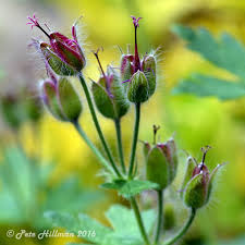 Attēlu rezultāti vaicājumam “Geranium pratense bud”