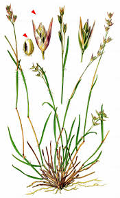 Attēlu rezultāti vaicājumam “Danthonia decumbens bud”