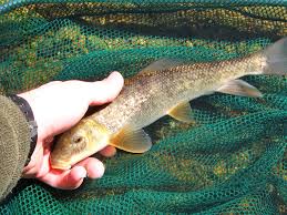 Image result for Catostomus commersonii