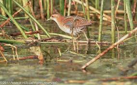 Image result for Porzana parva