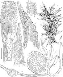 Attēlu rezultāti vaicājumam “Palustriella decipiens”