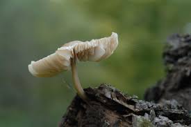 Attēlu rezultāti vaicājumam “Collybia sp.”