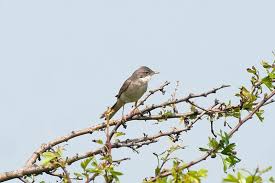 Attēlu rezultāti vaicājumam “Sylvia communis”