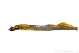 Image result for Petromyzon marinus